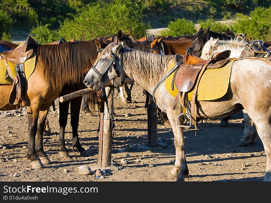 Horses in a ranch in Crimea