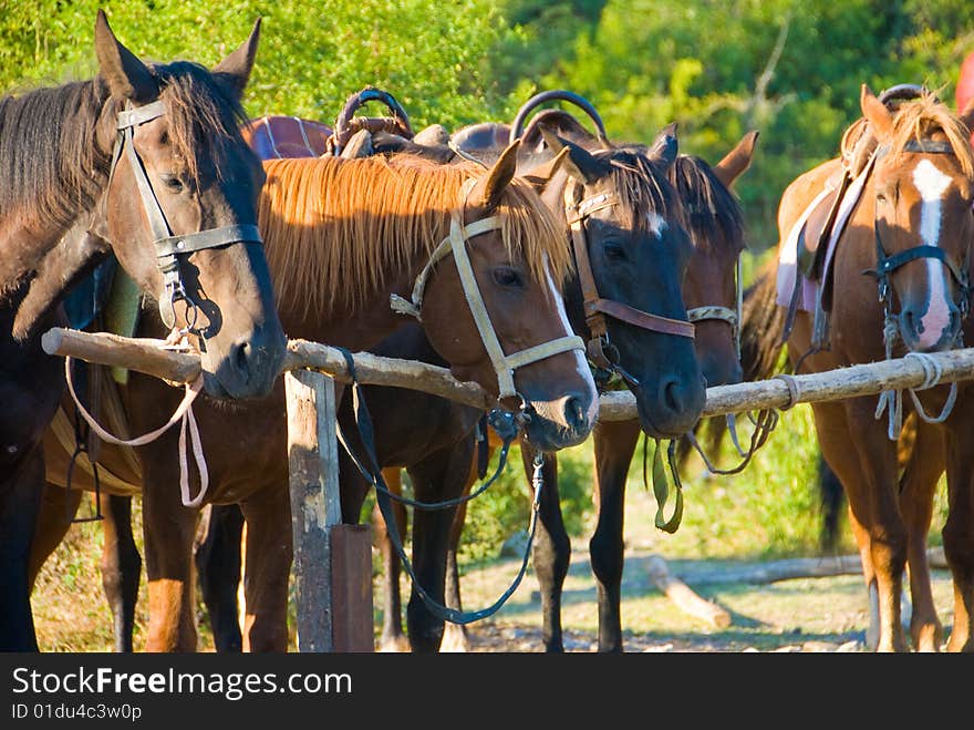 Horses in a ranch in Crimea