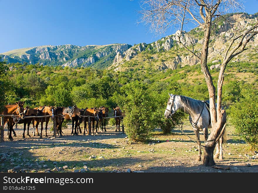 Horses on a ranch in mountains