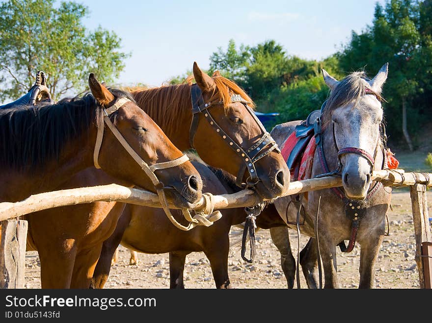 Three horses in a ranch