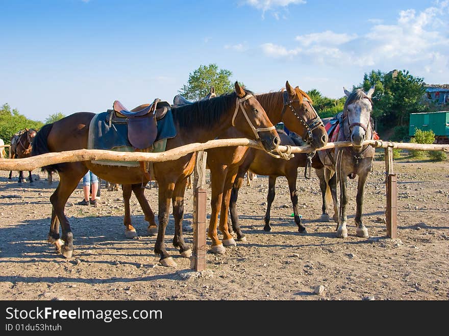 Three horses in a ranch