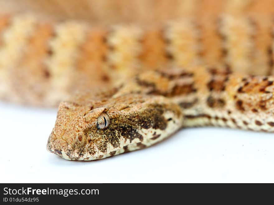 Death Adder isolated on white background