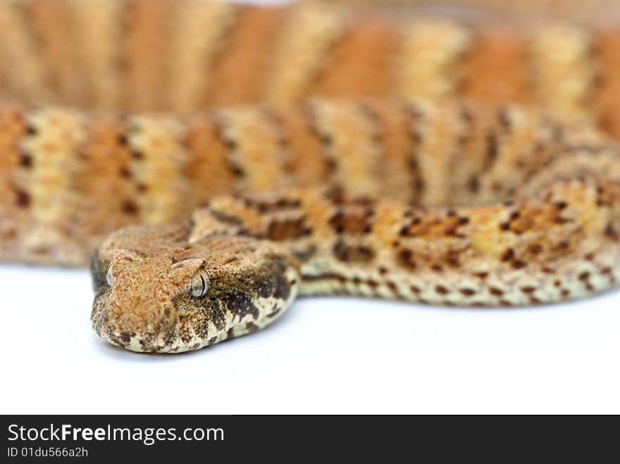 Death Adder isolated on White