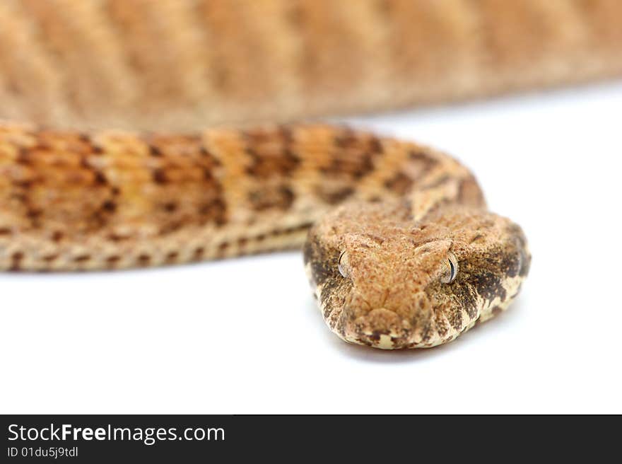 Death Adder isolated on white background