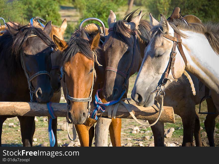 Horses in a ranch in Crimea