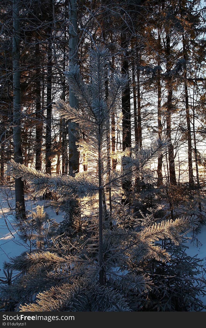 Trees in frost in winter, Russia. Trees in frost in winter, Russia