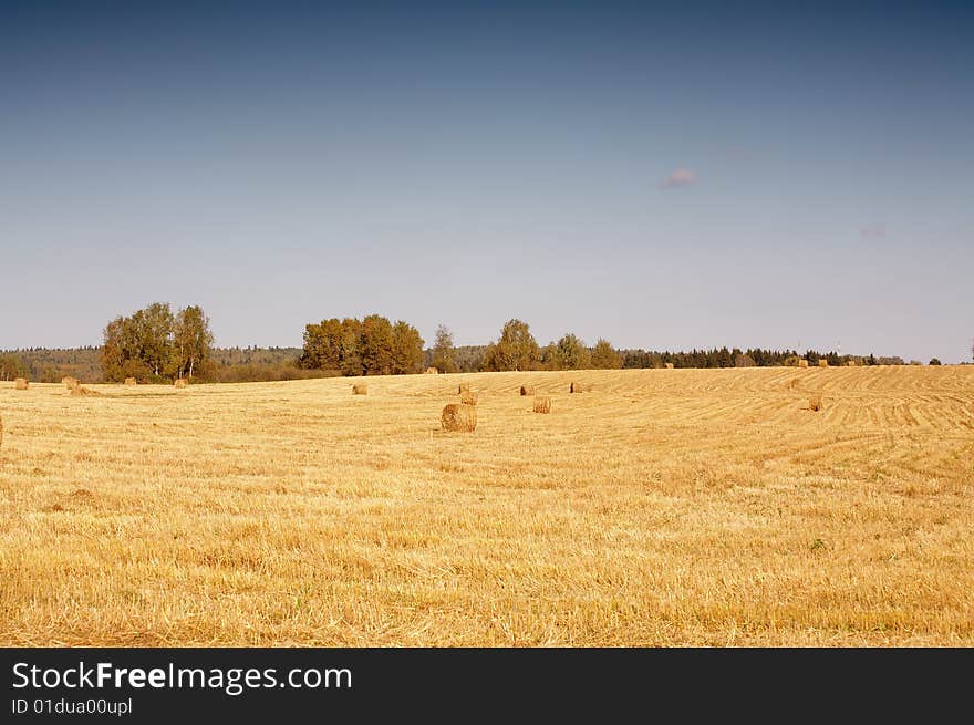 Mowed field with hay rools