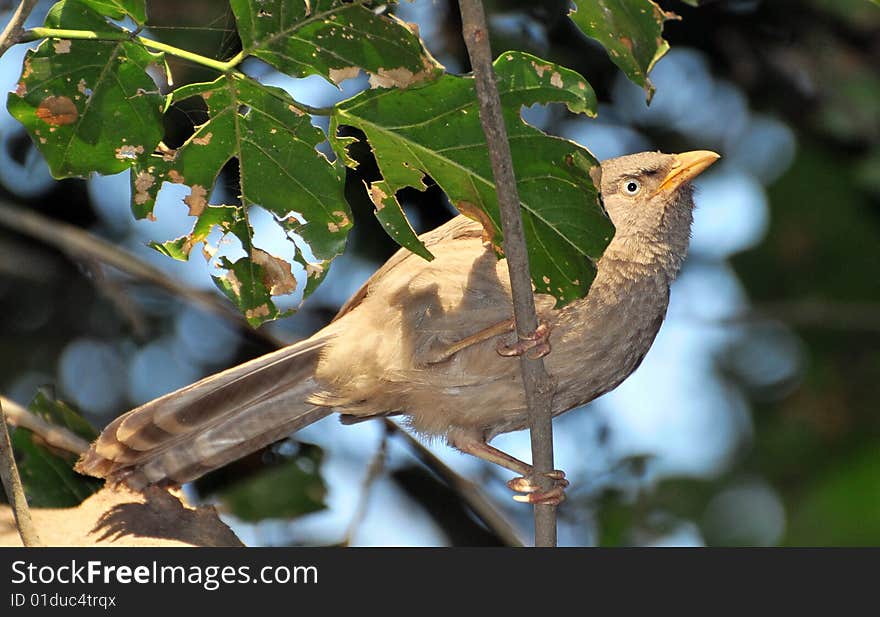 Yellow billed babbler