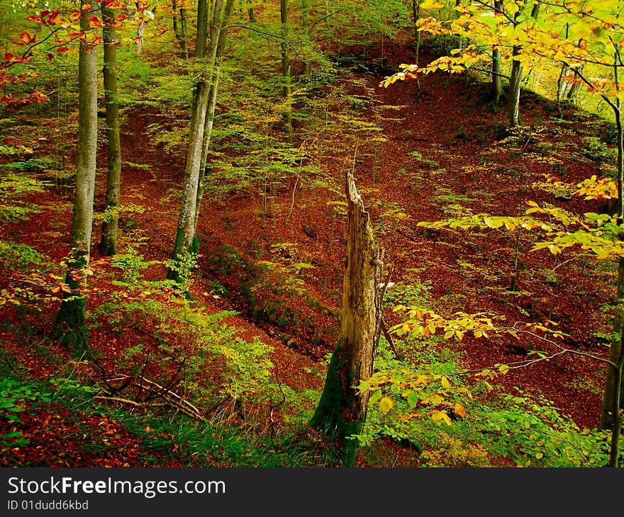 Polish forest in autumn colors. Polish forest in autumn colors