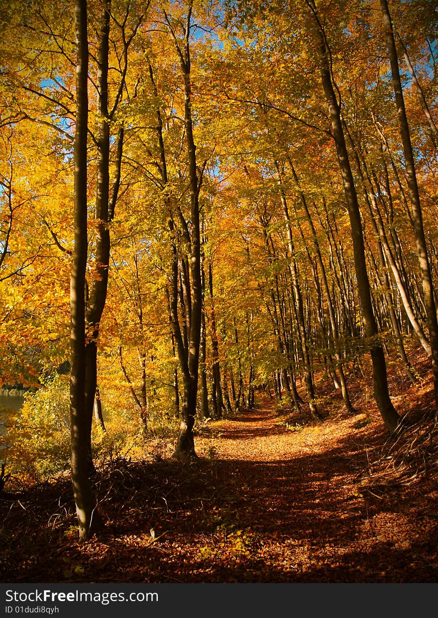 Track surrounded by trees in autumn colors. Track surrounded by trees in autumn colors