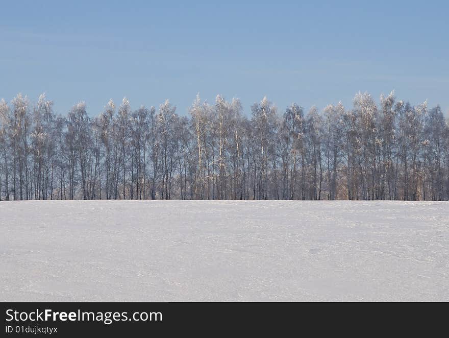 A row of birches in a winter snow-covered field