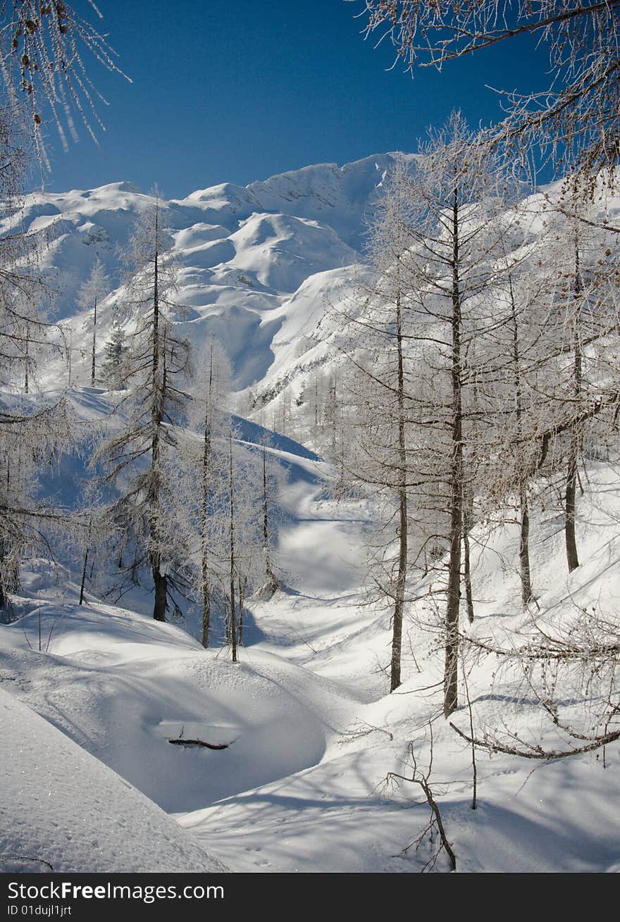 Frozen trees in early morning on a sunny day in winter in slovenian alps