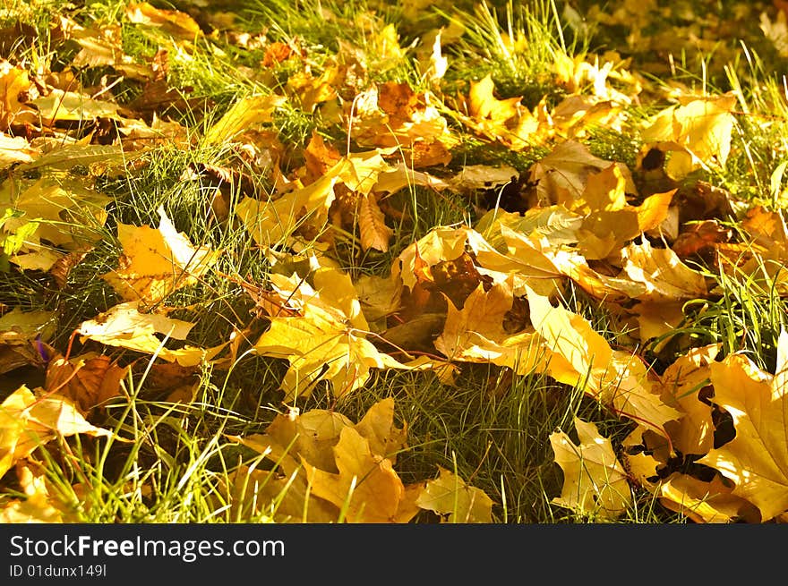 Autumn fallen leaves background