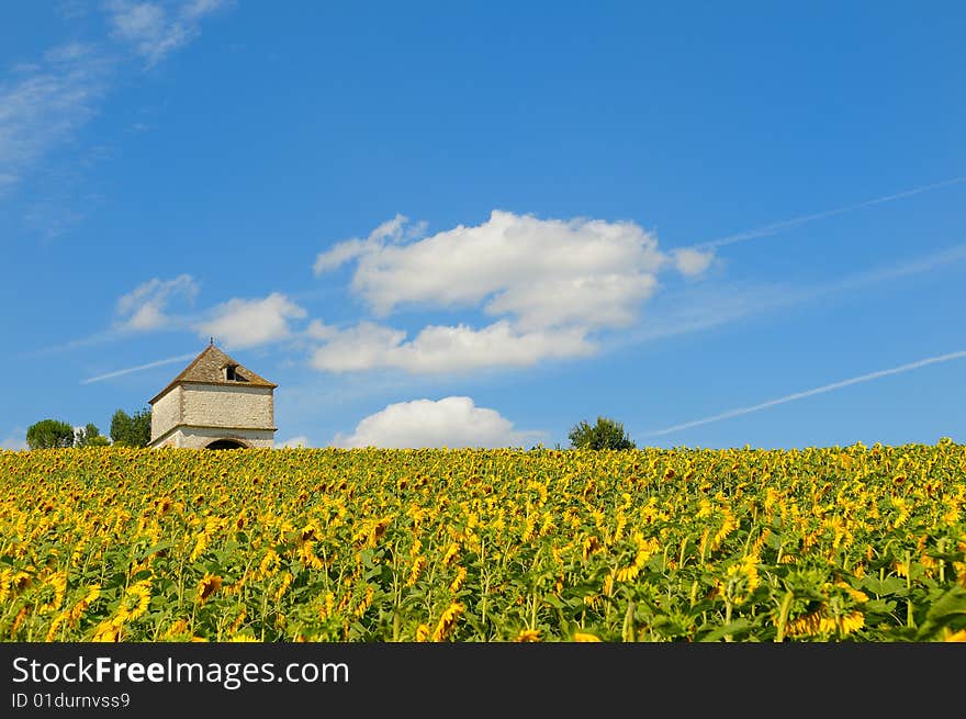 Sunflower