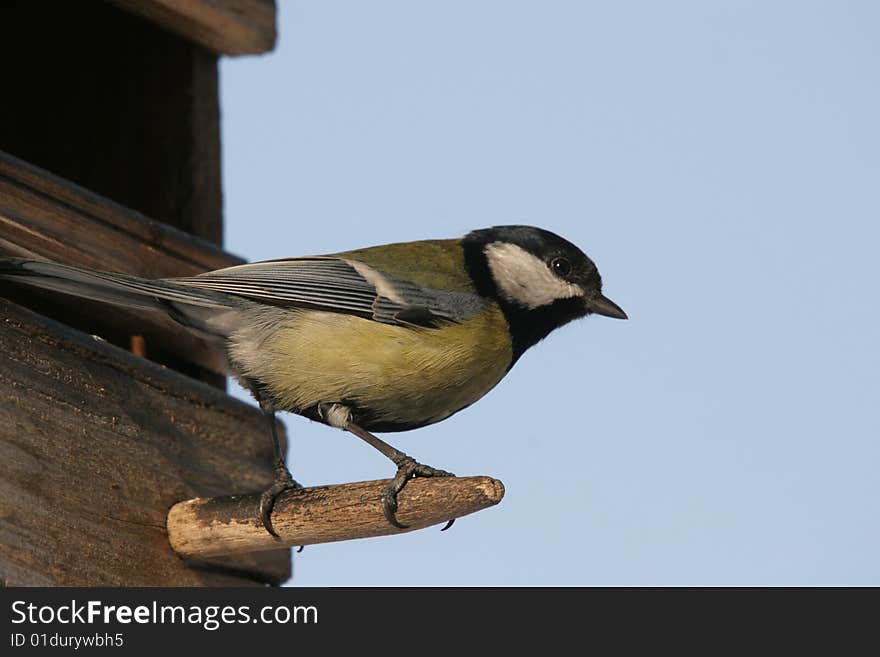 Titmouse bird