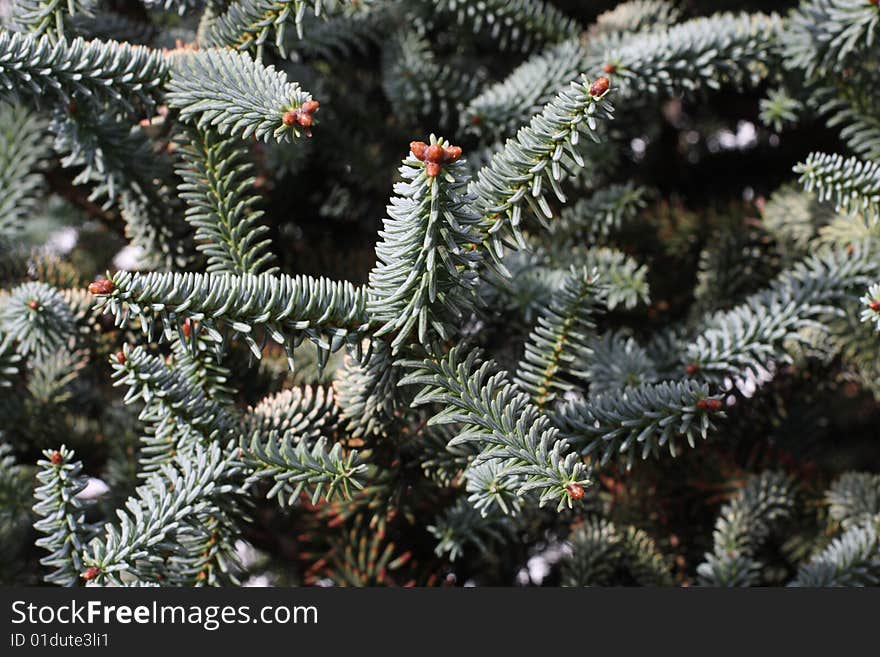 Green spruce 2