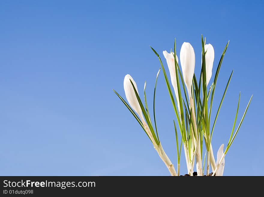 White Crocus.