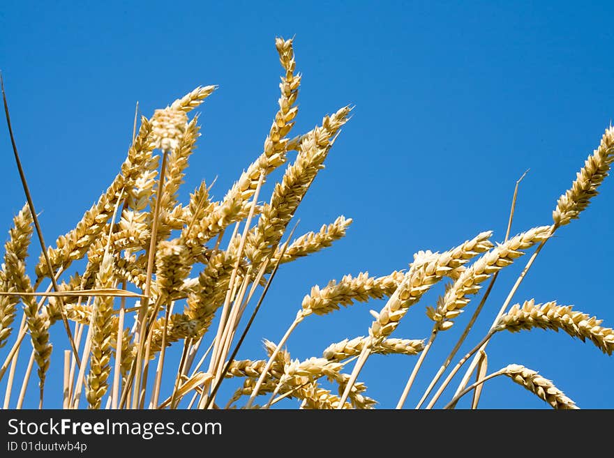 Wheat stems.