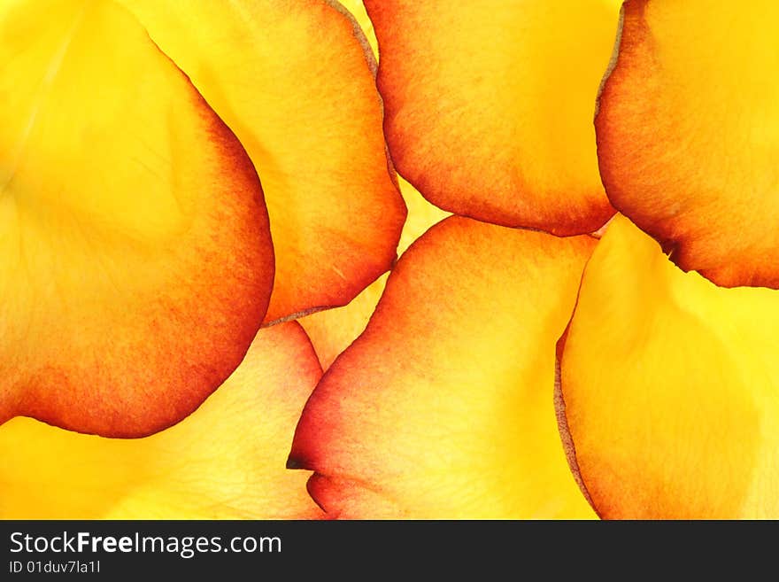 Background of tea rose petals. Background of tea rose petals