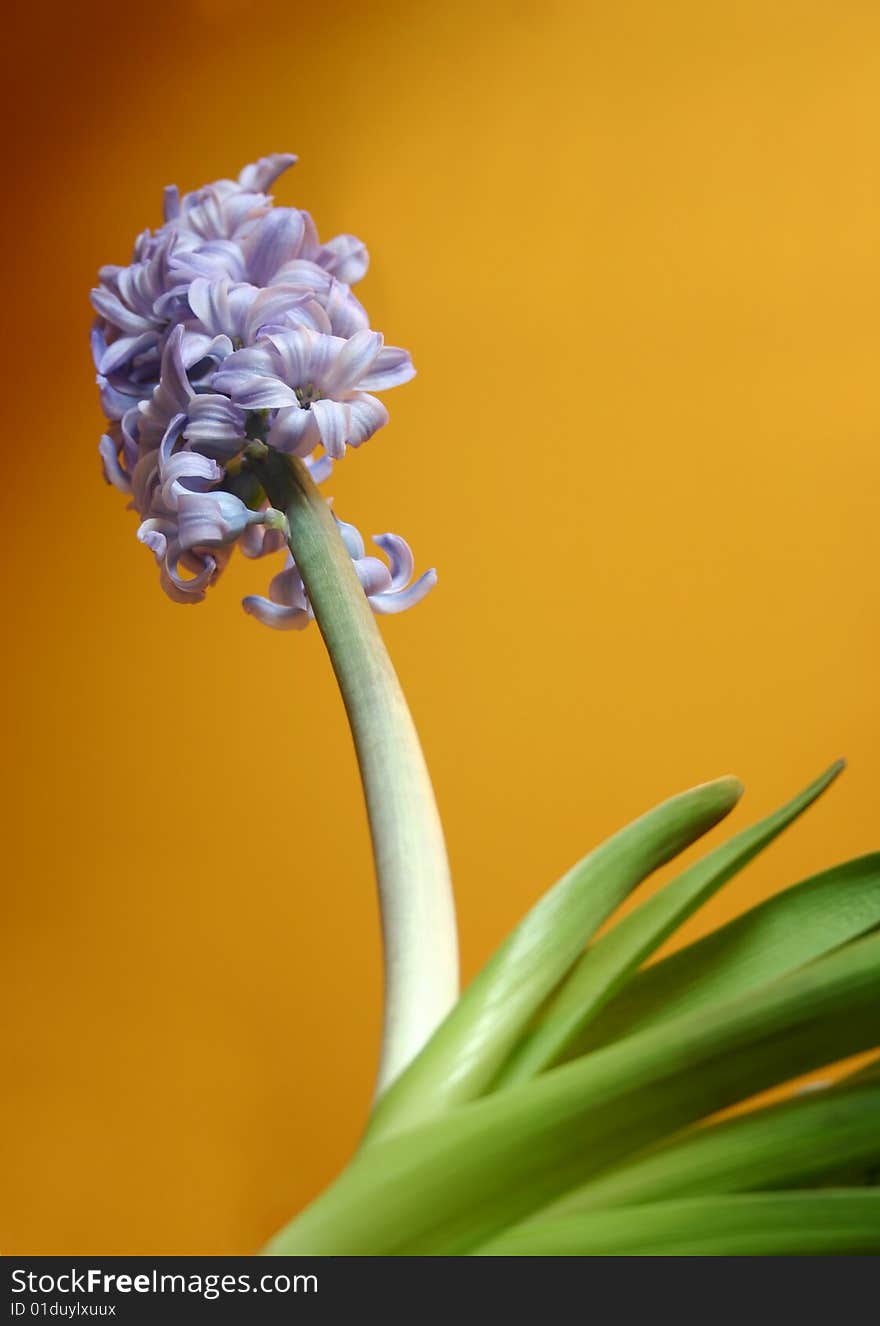 Hyacinth with a yellow background