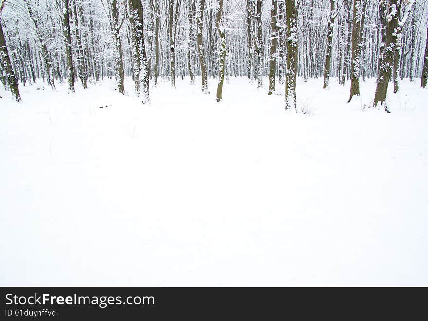 Beautiful winter forest  and the road