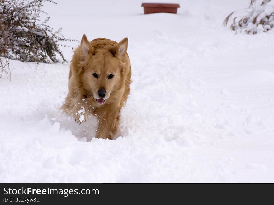 Dog in the snow.