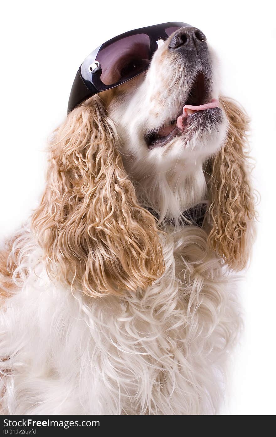 Cute Dog On A White Background