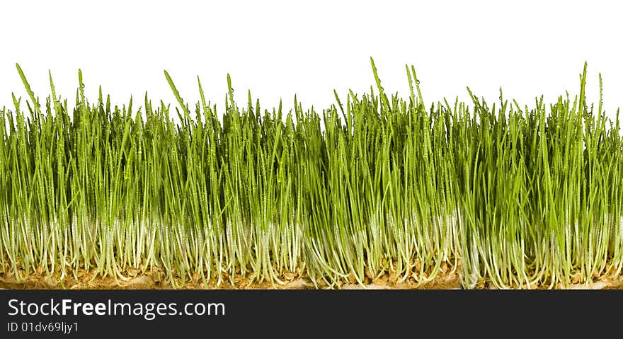 A close up shot of grass with dew