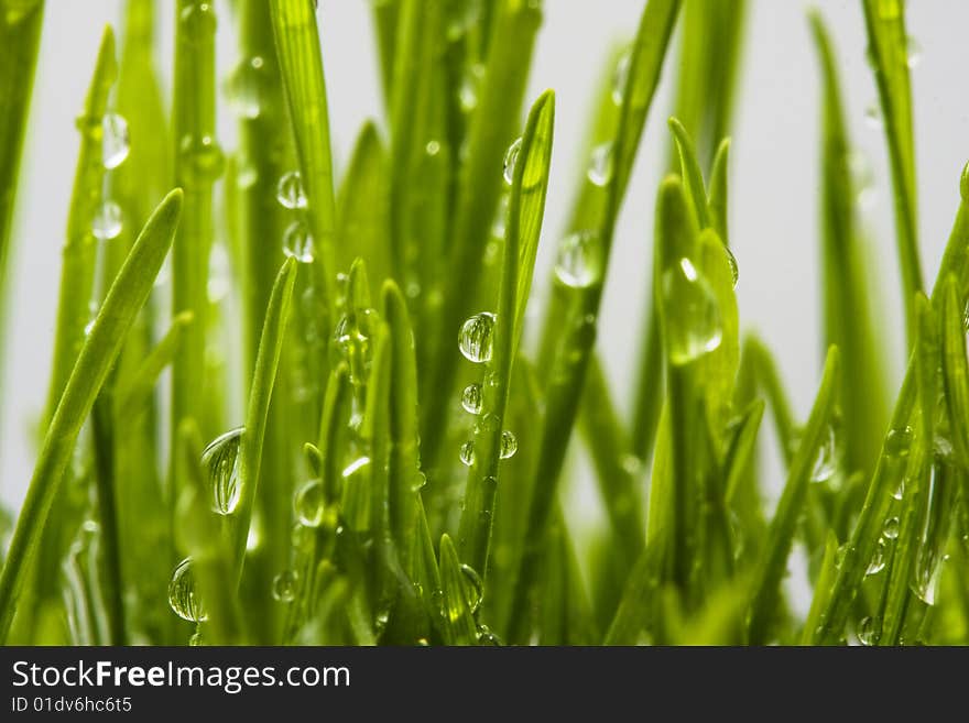 A close up shot of grass with dew