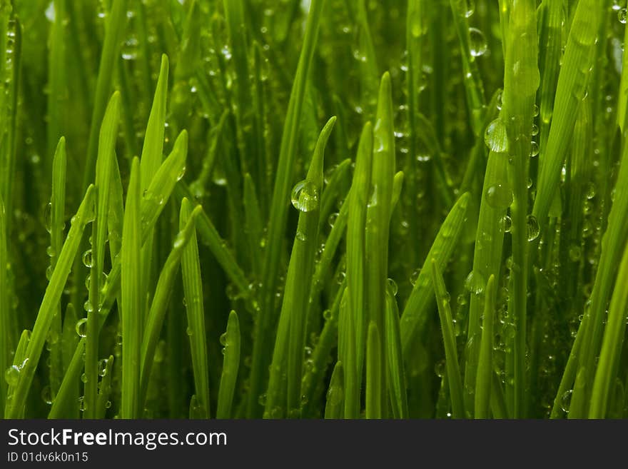 A close up shot of grass with dew