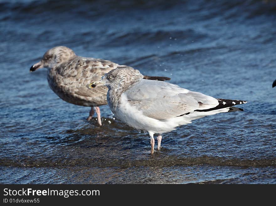 Seagulls on the coast of long island