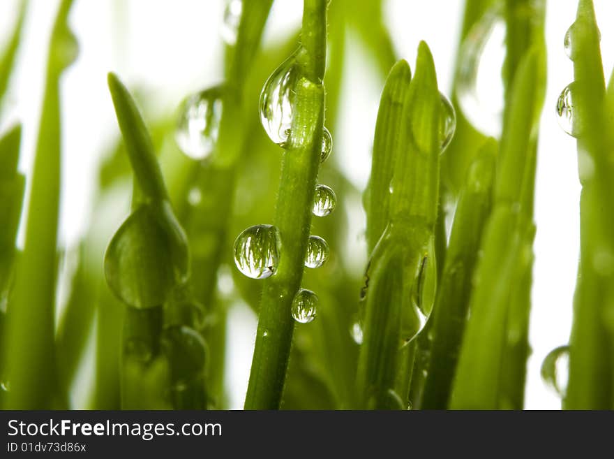 Natural grass with dew illuminated by the sun. Natural grass with dew illuminated by the sun