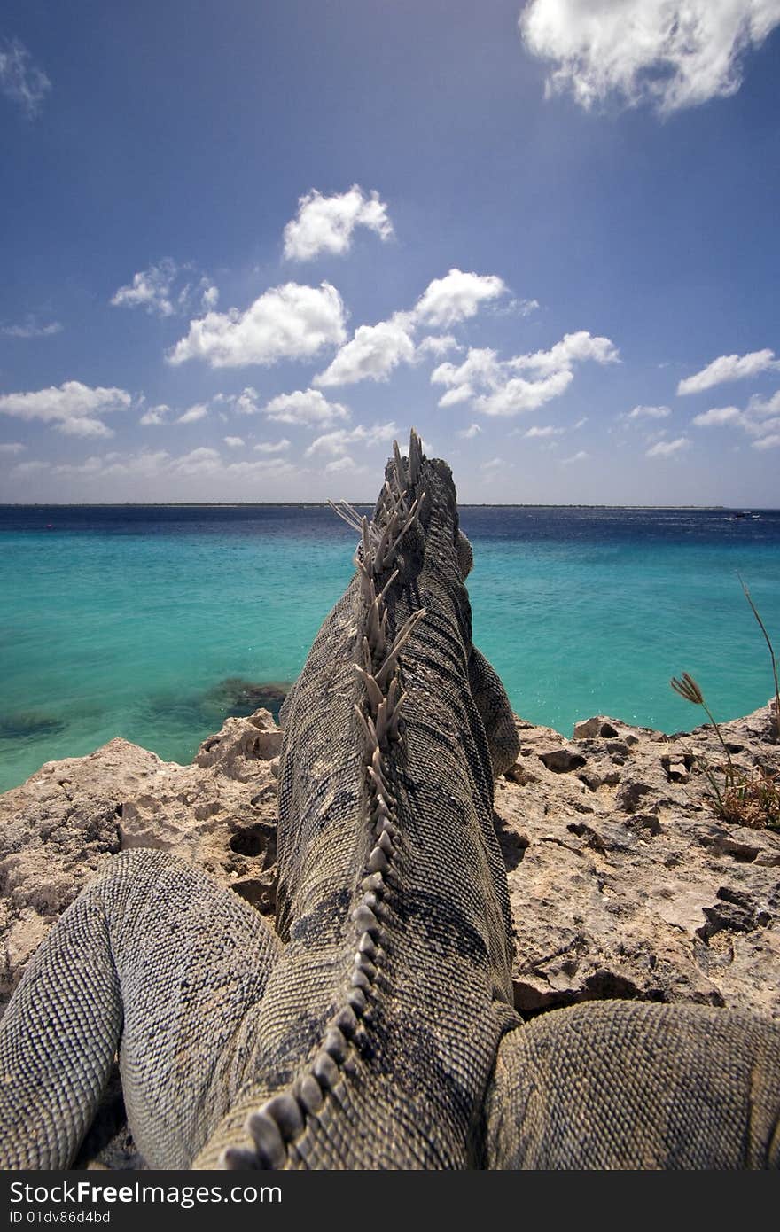 Iguana Lizard