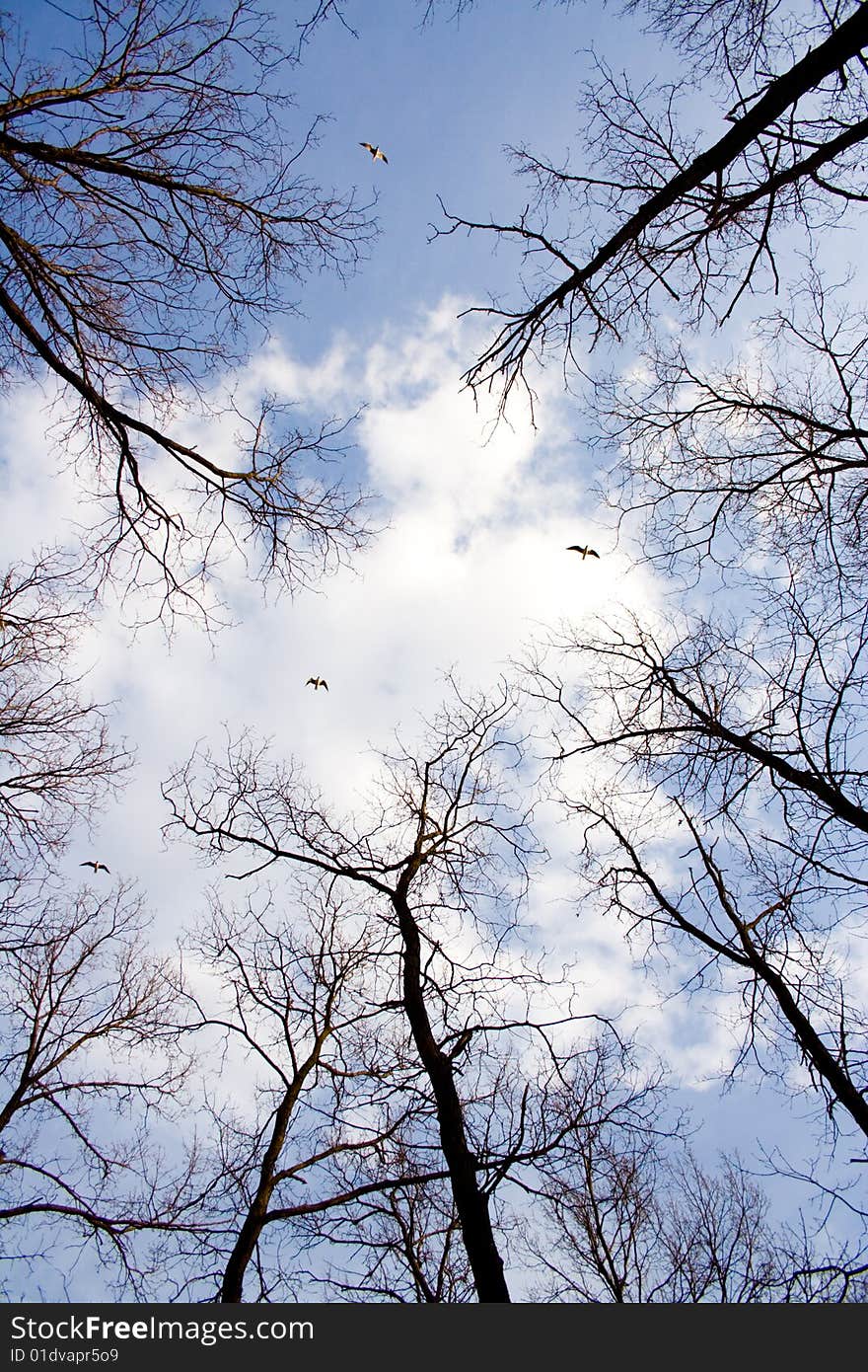 The day cloudy winter sky over wood. The day cloudy winter sky over wood