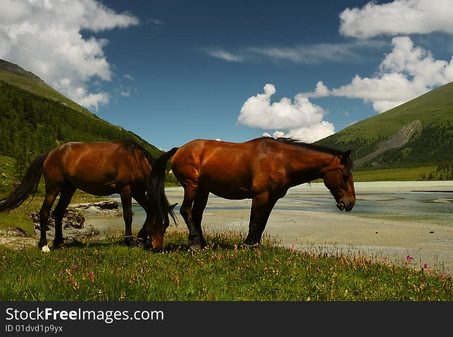 Two horses on the lakeside