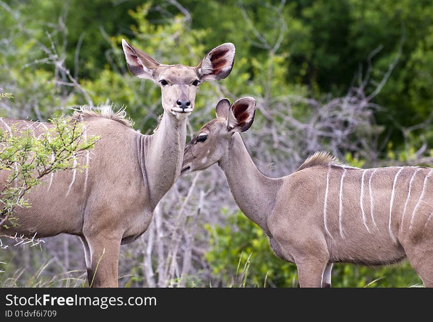 Kudu mother with her cub in Kruger park