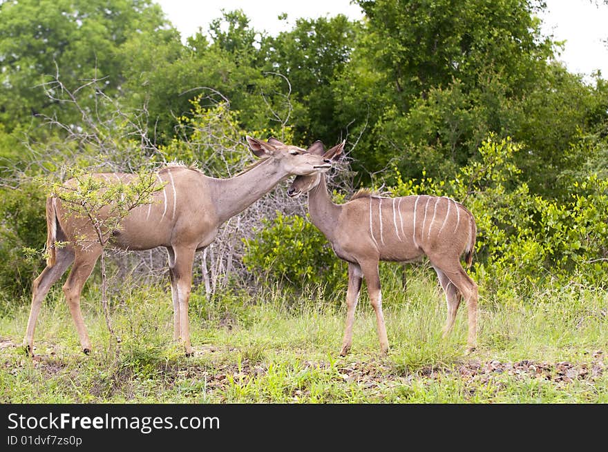 Kudu mother with her cub in Kruger park