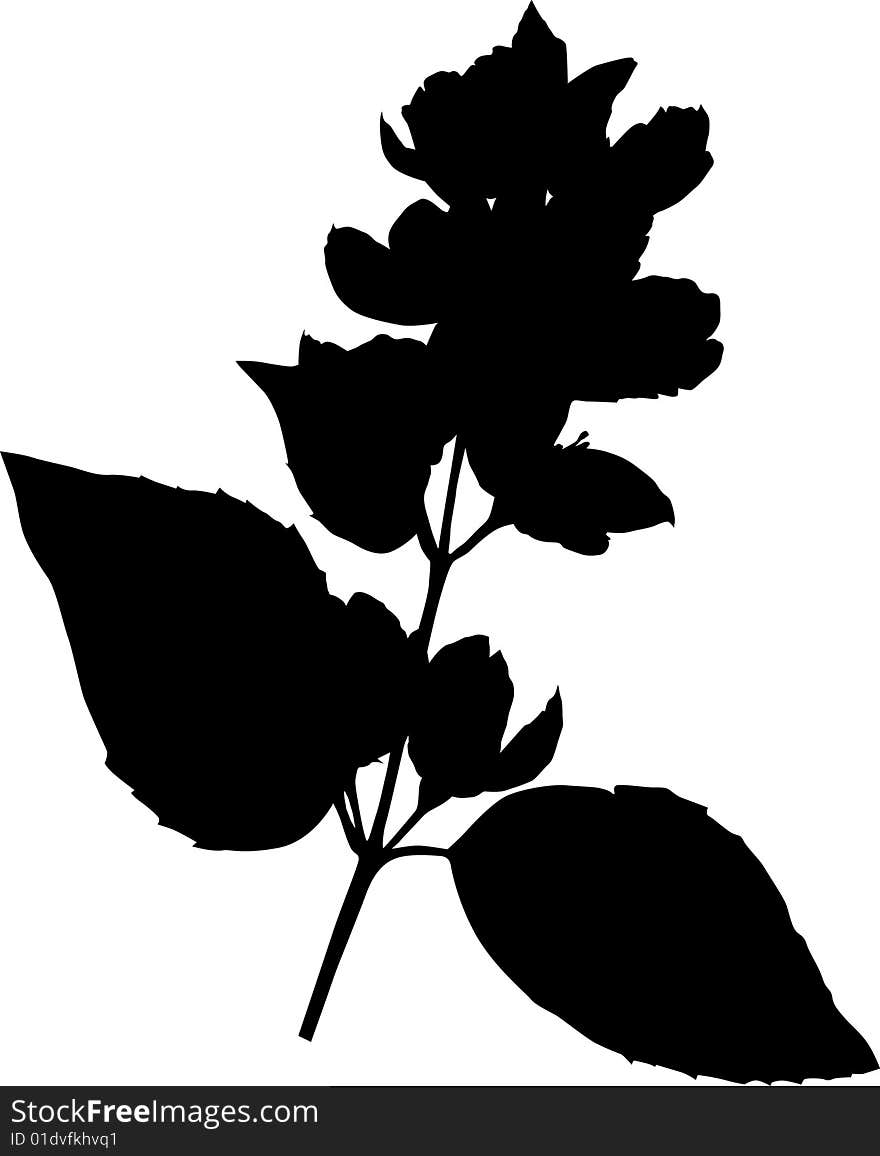 Illustration with jasmin flowers silhouette on white background