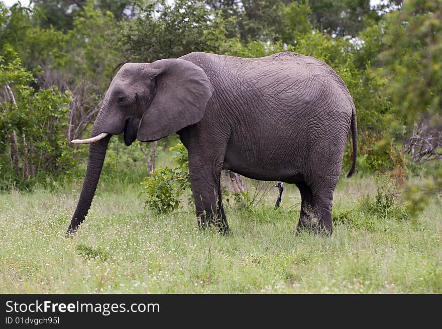 Young male elephant in Kruger park, South Africa