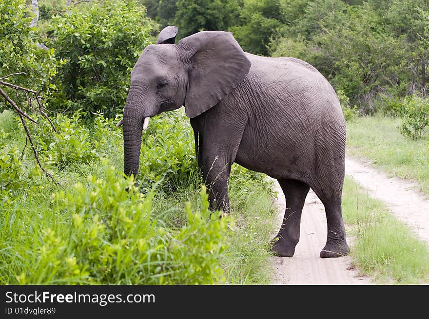 Young male elephant in Kruger park