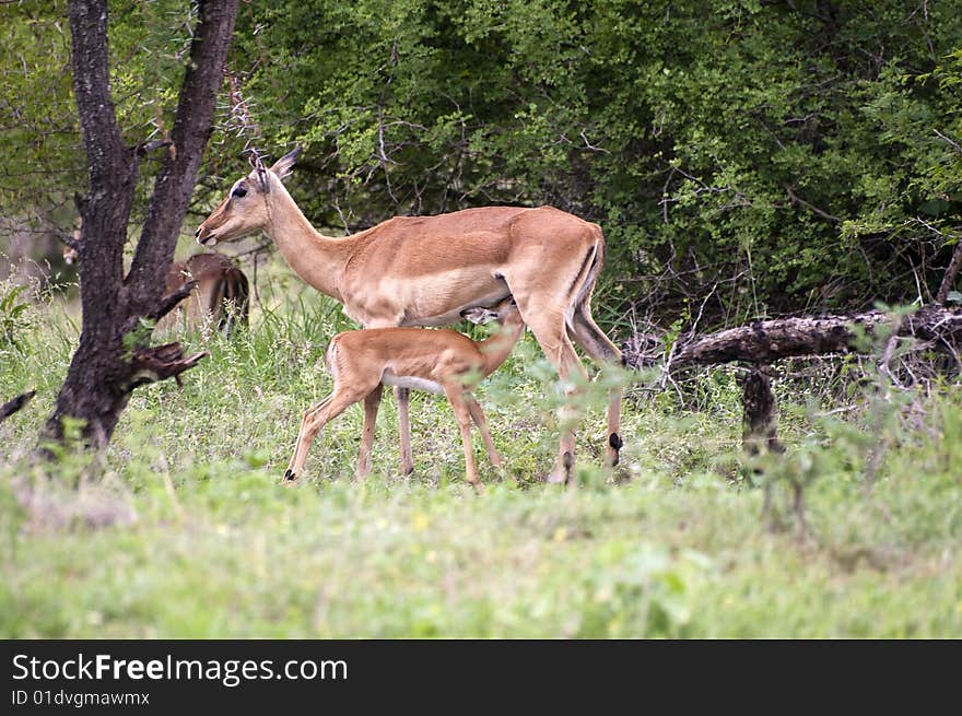 Impala mother with her cub