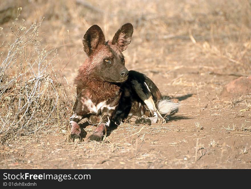 A wild dog with his head covered with dirty old blood