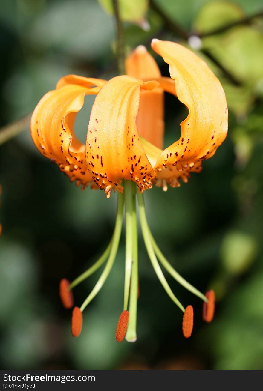 Orange flower