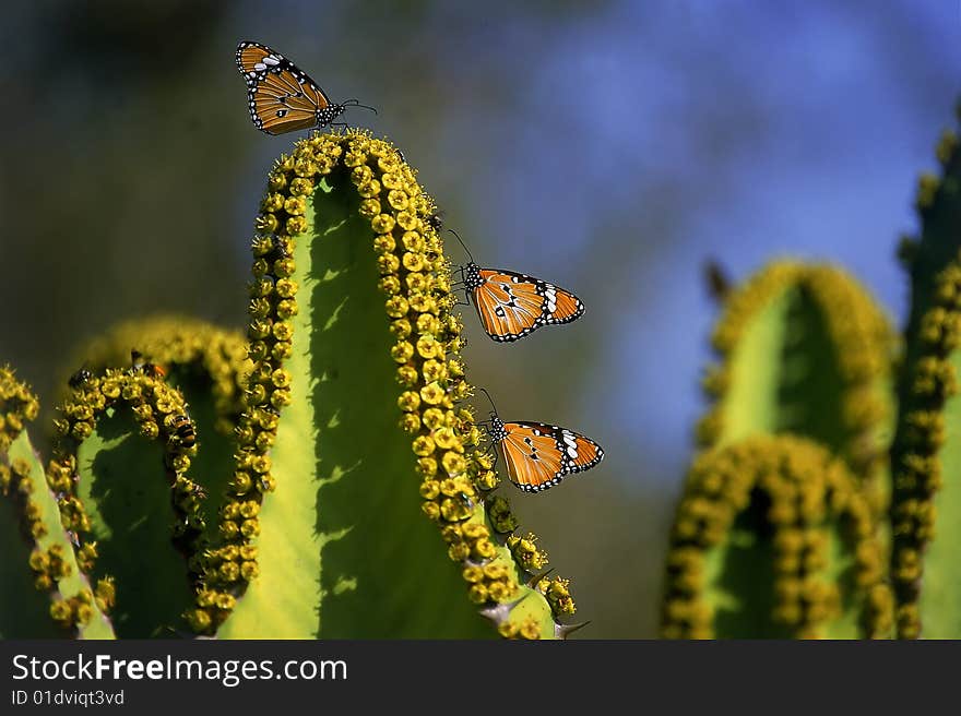 Butterflies