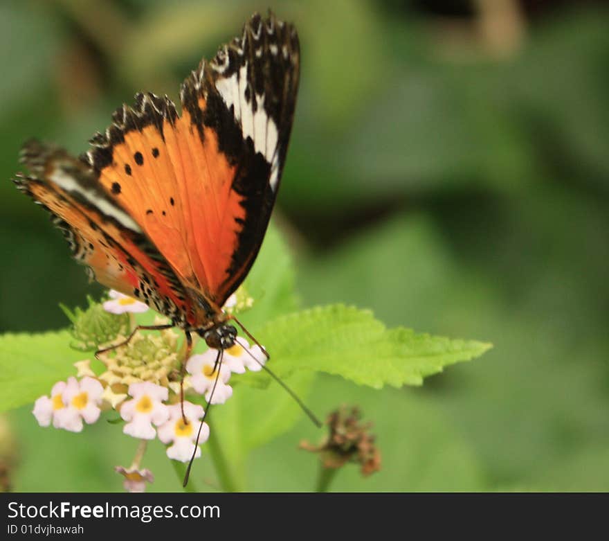 Close up of a butterfly on a leaf