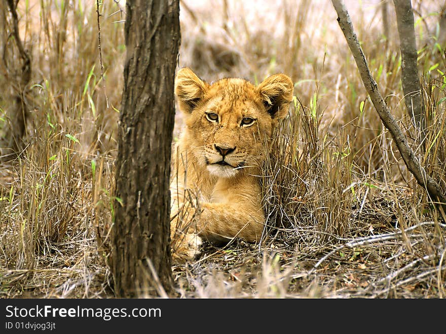 Lion cub hiding behind tree. Lion cub hiding behind tree