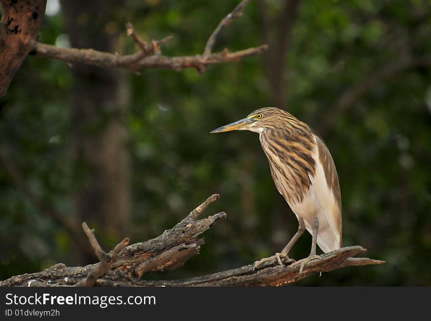 Black crowned heron