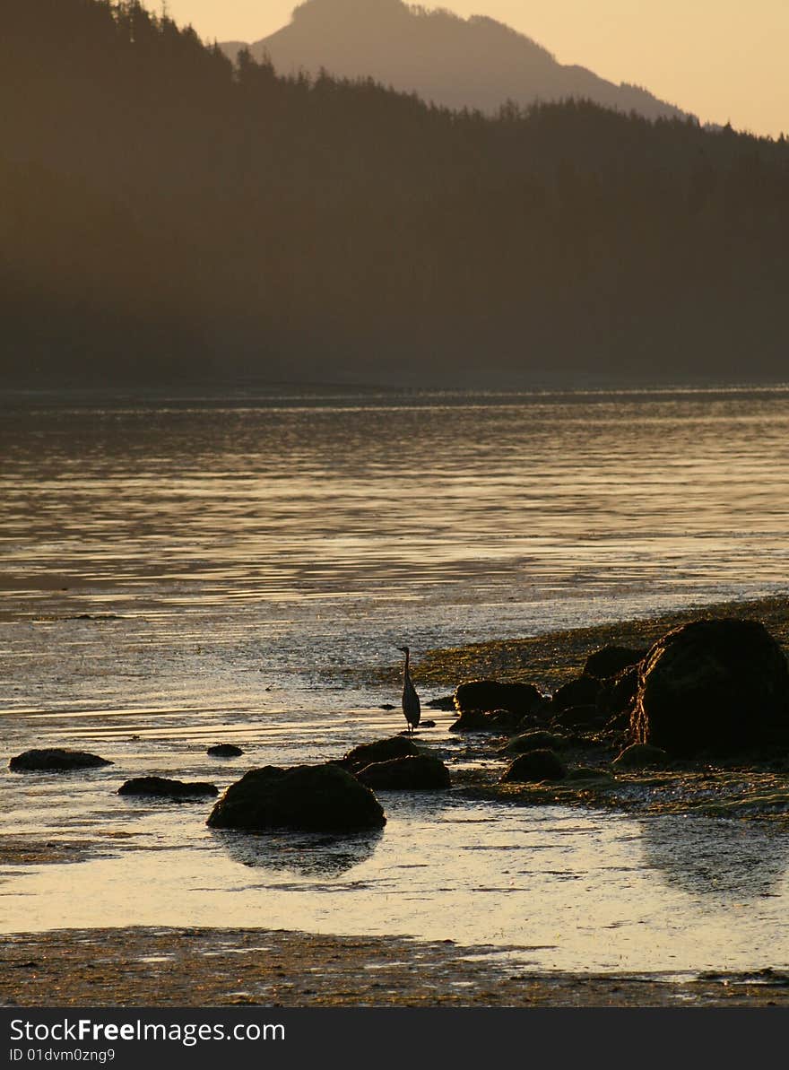 Heron at dawn