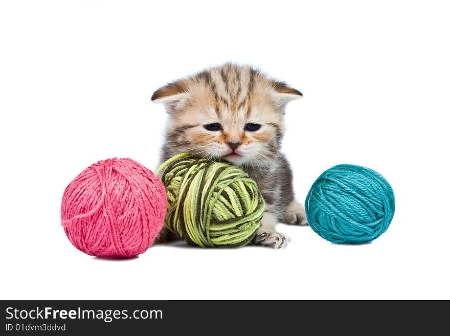 Kitten Scottish lop-eared with balls of threads on a white background. Kitten Scottish lop-eared with balls of threads on a white background.