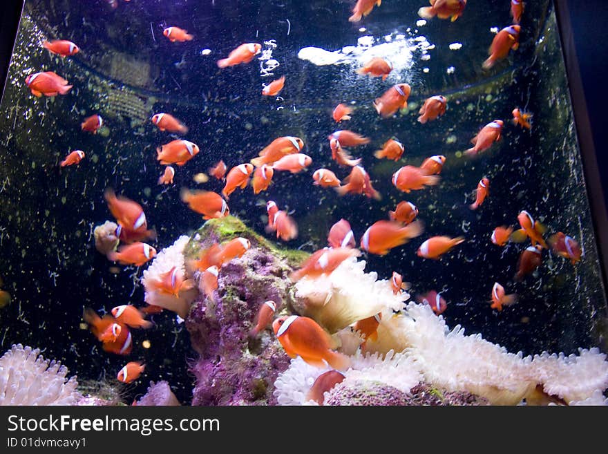 Clown fishes under sea life